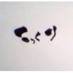 こっくり