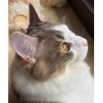 もふねこ