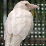 嘘吐き鴉