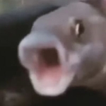 Pog Fish