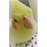 はとこ。