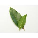 Laurus