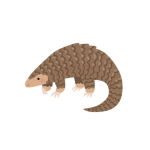 aloma