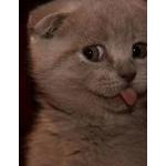 あじねこ