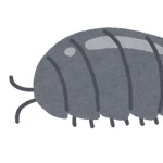 だんごむし