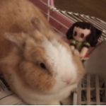 ユリ