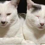 チャビ