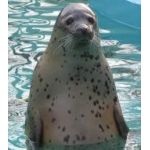 地獄のイシダ