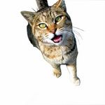 やわくま