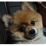 りちぷき