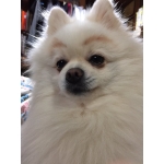 田尻犬