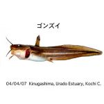 ゴンズイ