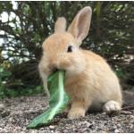 一般通過うさぎ
