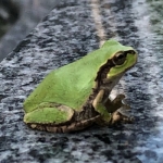 ワート