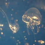 tanaka
