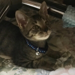 ダチュラ