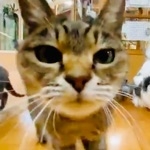ちょび