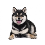 狂犬