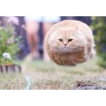 ぎんちゃん