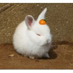 こたさん