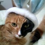 くろねこ(ǝu96ᴚᴚ）