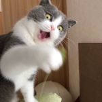 しらやま