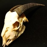 userPhoto