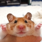 ariiincoз
