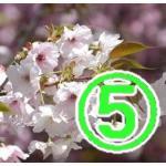 田中ver5
