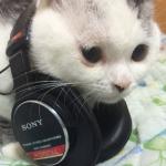 サンケ