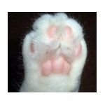 猫の手