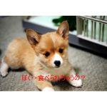 紫珠