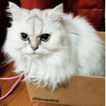 ⊂二( ,,＾ω＾)⊃ﾌﾟﾝ