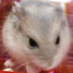 かなぶん