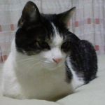 ひげぼーず
