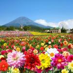 脳内お花畑