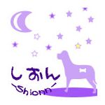 紫苑-sion-