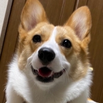userPhoto