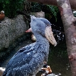 黒豆腐