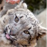 しろん