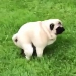 ボビ子   the pug