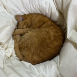 userPhoto