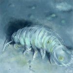isopod