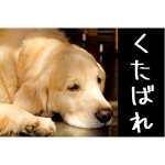 タケサン