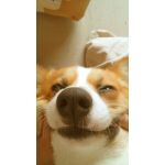 しょこら