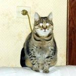 赤ひつじ