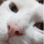 まぁる