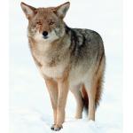 coyote