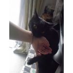 低燃費っ･ω･)っ