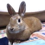 もか